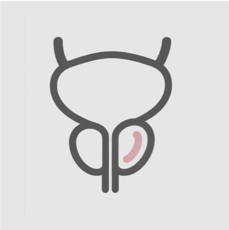Prostatakrebsvorsorge in Frankfurt am Main. Ihre Experten der urologischen Praxis am Roßmarkt in Frankfurt.